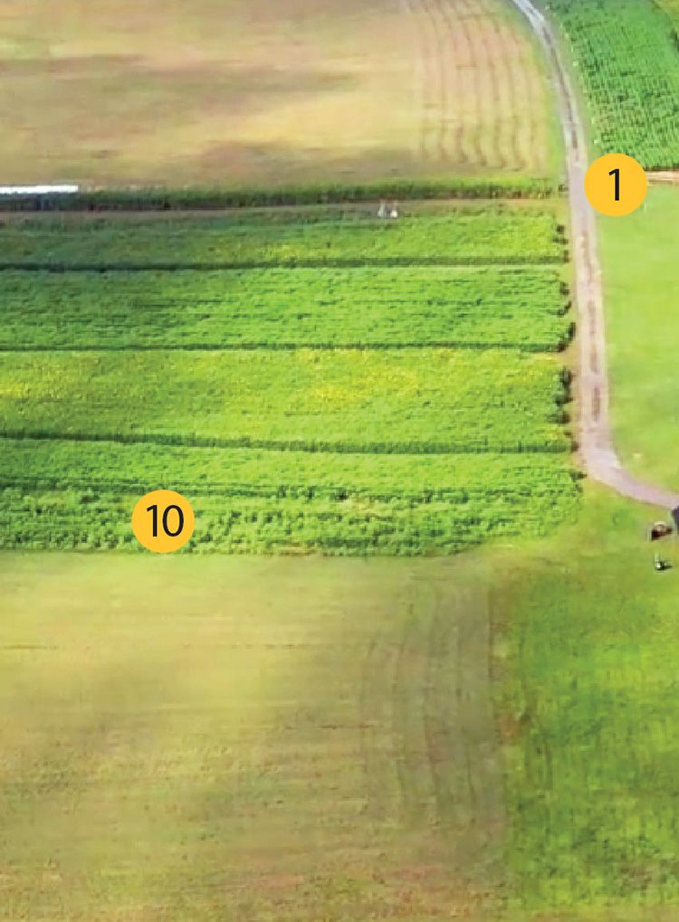 Sunflower Festival map, section 3